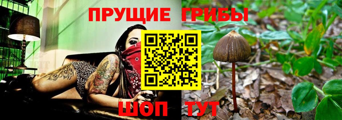 Псилоцибиновые грибы Cubensis Коряжма